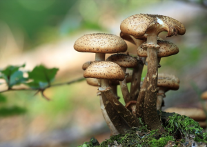 Producteur local de champignons du restaurant